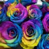 Roses arc-en-ciel Roses arc-en-ciel