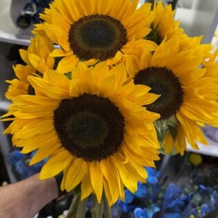 Le bouquet de Tournesols Soléa