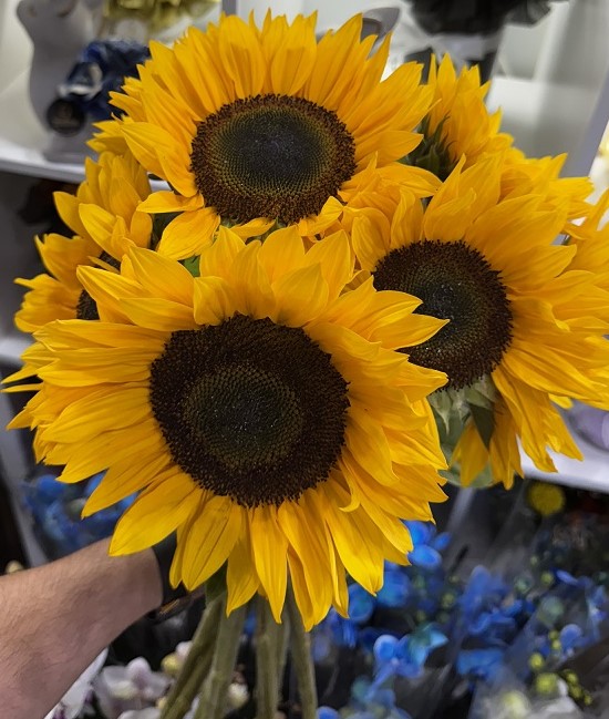 Le bouquet de Tournesols Soléa