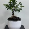 Bonsai-Ficus microcarpa Bonsai-Ficus microcarpa