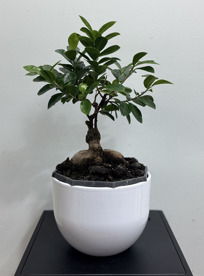 Bonsai-Ficus microcarpa