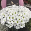 Chrysanthemes-blanches Chrysanthemes-blanches